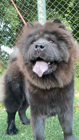 Caut mascul chow chow 