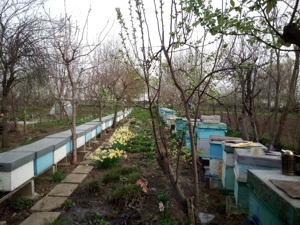 Familii de albine și roiuri de albine de la 350 lei - imagine 5