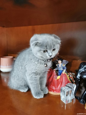 Scottish fold