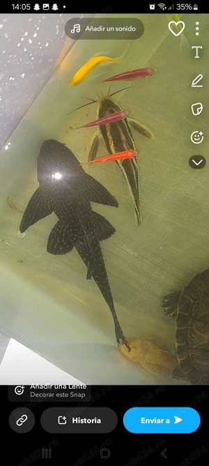 Pește Plecos curățător