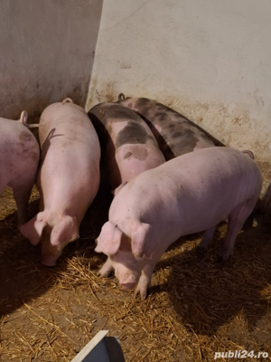 porci 100 120 kg  - imagine 2