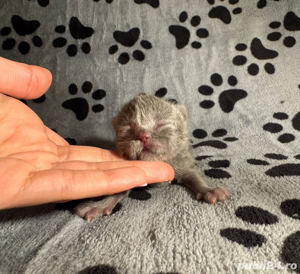 vand puiuti british shorthair si scottish fold