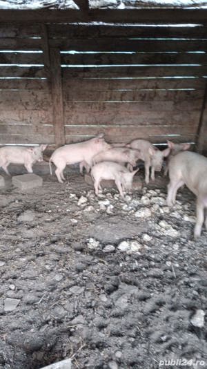 Vand purcei - imagine 4 Vand purcei - imagine 4