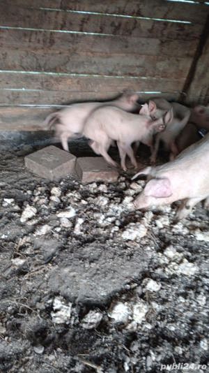 Vand purcei - imagine 3 Vand purcei - imagine 3