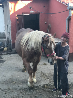 Vand 2 iepe  - imagine 5