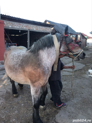 Vand 2 iepe  - imagine 3