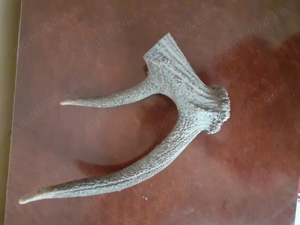 Corn de cerb tanar - imagine 2