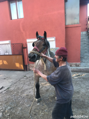 Vand 2 iepe  - imagine 4