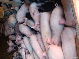 Purcei De Vânzare 15-35 kg  - imagine 3