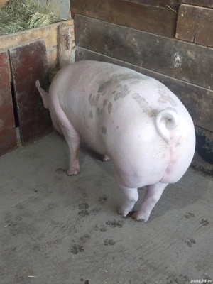 Porc Pietrean de Vânzare 
