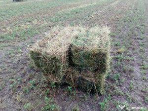 Vand baloti Lucerna coasa a 2-a