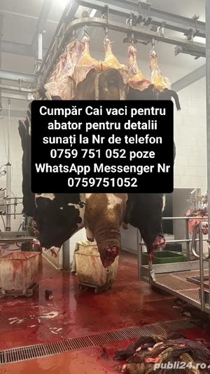Achiziții animale de abator  - imagine 2 Achiziții animale de abator  - imagine 2