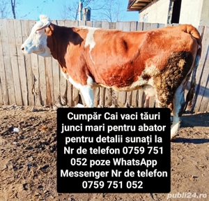 Achiziții animale de abator  - imagine 3 Achiziții animale de abator  - imagine 3