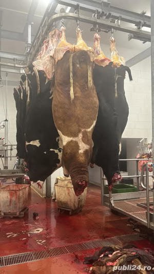 Achiziții animale de abator