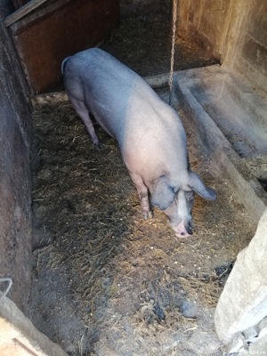Vînd un pietrean de 7 luni, de aprox 100 de kg, 15 RON, kg castrat și deparazitat 