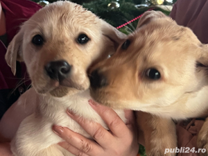 Labradori Retriever 
