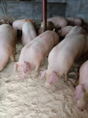 Vând porci de carne 