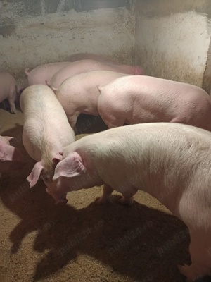 Vând porci de carne 