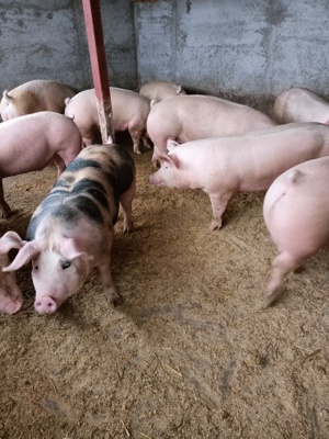 Vând porci de carne 