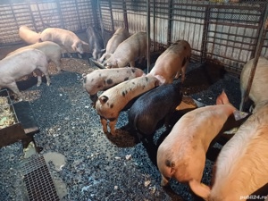 vand porci - imagine 2