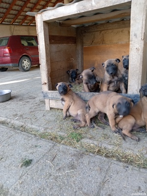 De vînzare ciobănesc belgian malinois vîrsta 7 săptămîni deparazitați și vaccinați la zi A135801 ped