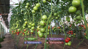 Rasaduri Rosii | Rasad Rosii Ardei Castraveti Vinete | Rasaduri Legume