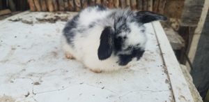 Iepure de companie Iepuri Holand Lop Mini Lop  - imagine 2