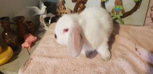 Iepure de companie Iepuri Holand Lop Mini Lop 