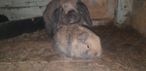 Iepure de companie Iepuri Holand Lop Mini Lop  - imagine 3