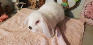 Iepure de companie Iepuri Holand Lop Mini Lop  - imagine 5