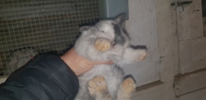 Iepure de companie Iepuri Holand Lop Mini Lop  - imagine 4