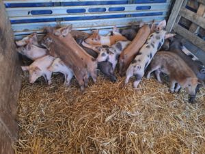 Purcei 8 și 10 saptamani - imagine 3