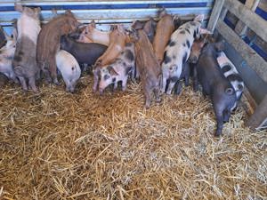 Purcei 8 și 10 saptamani - imagine 2