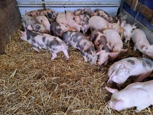 Purcei 8 și 10 saptamani - imagine 5