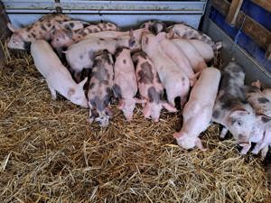 Purcei 8 și 10 saptamani