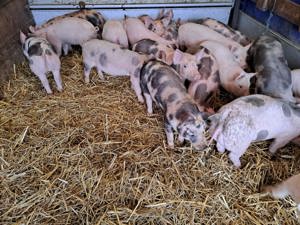 Purcei 8 și 10 saptamani - imagine 4