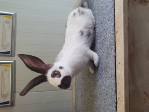 Tineret și maturi fluture german - imagine 2