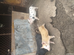 Vand purcei pietran cu duroc