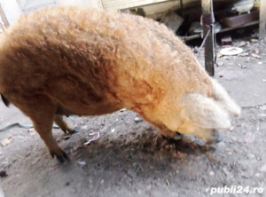 Porc Mangalita 