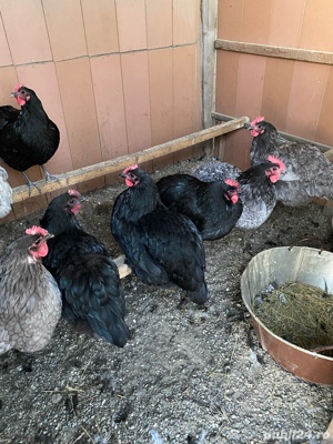Vând oua găini rasa Australorp