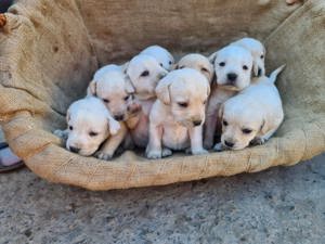 Pui labrador retriever - imagine 3