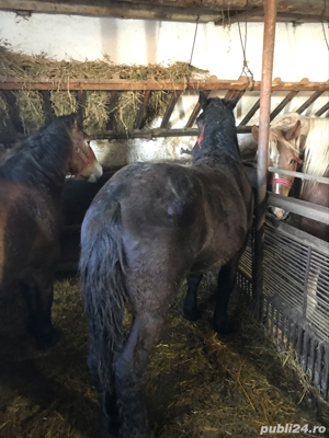 Vând 2 mânze - imagine 5