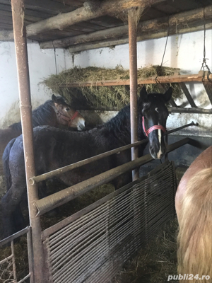 Vând 2 mânze - imagine 2