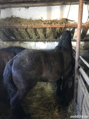 Vând 2 mânze - imagine 3