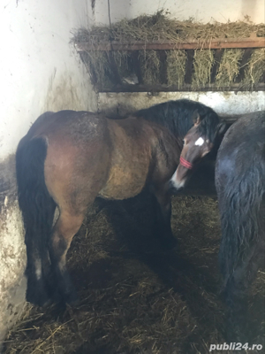 Vând 2 mânze - imagine 4