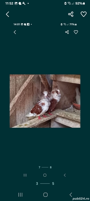 vând Porumbei de diferite rase  - imagine 4