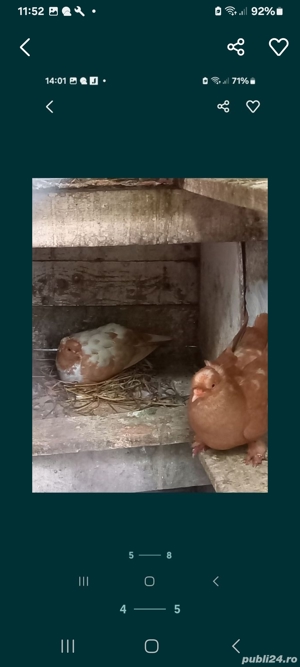 vând Porumbei de diferite rase  - imagine 5