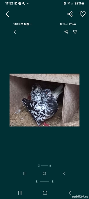 vând Porumbei de diferite rase  - imagine 3