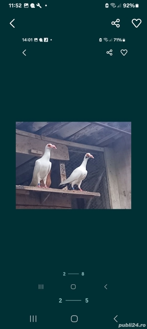 vând Porumbei de diferite rase  - imagine 2