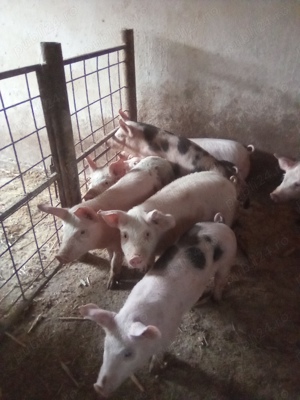 Purcei de vânzare 20-90 kg  - imagine 6